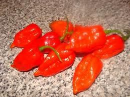 How to grow the worlds HOTTEST pepper (Ghost Pepper)