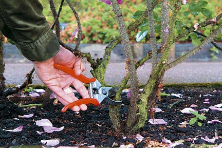 Entirely Remove All Dead or Dying Canes. ...