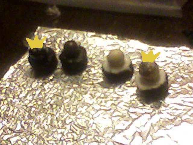 Brownie Chess Pieces