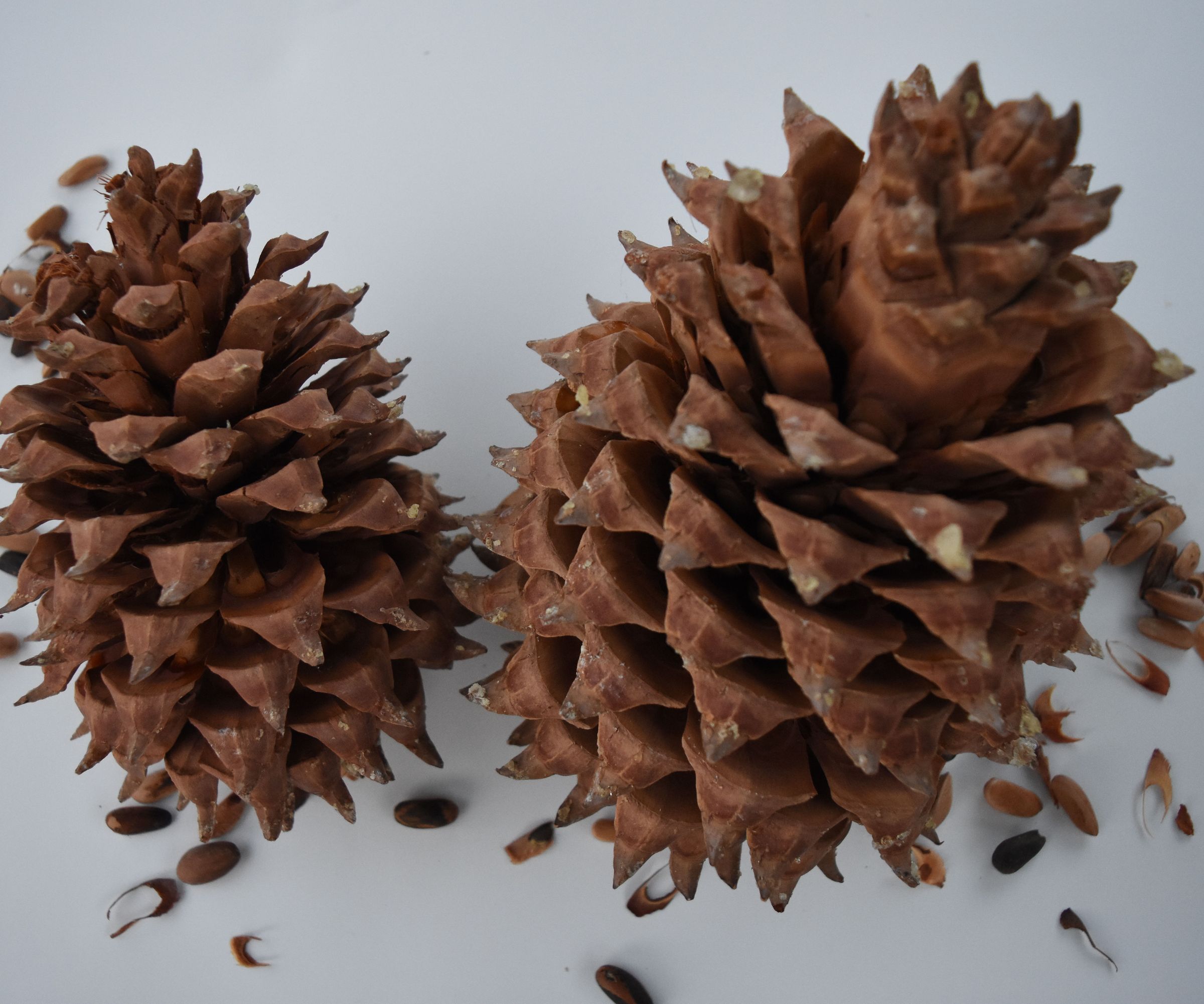 Cleaning Pine Nuts for Jewelry