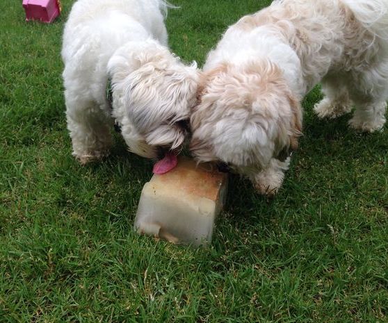 Simple Summer Treat for Dogs, Beat the Heat!