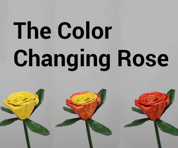 The Color Changing Rose