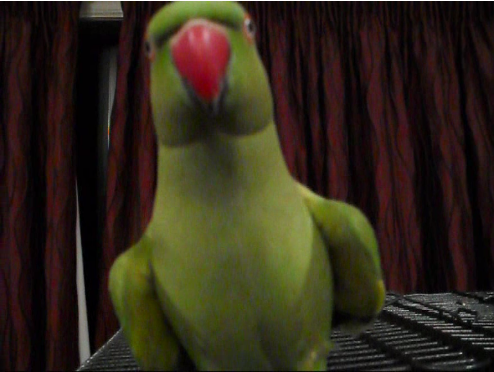 How to Teach a Parrot to Dance