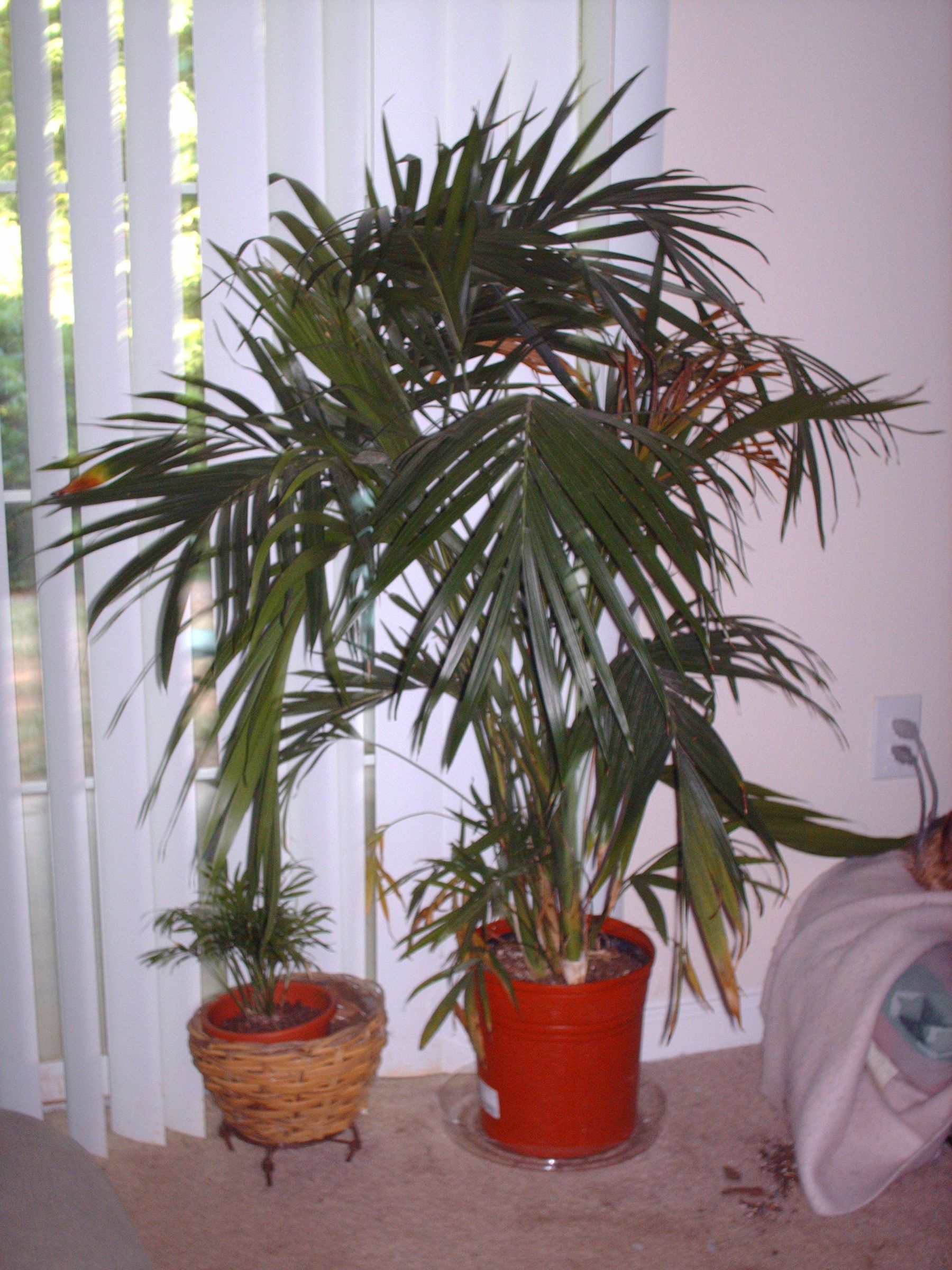 SOAP BUCKET PLANTER