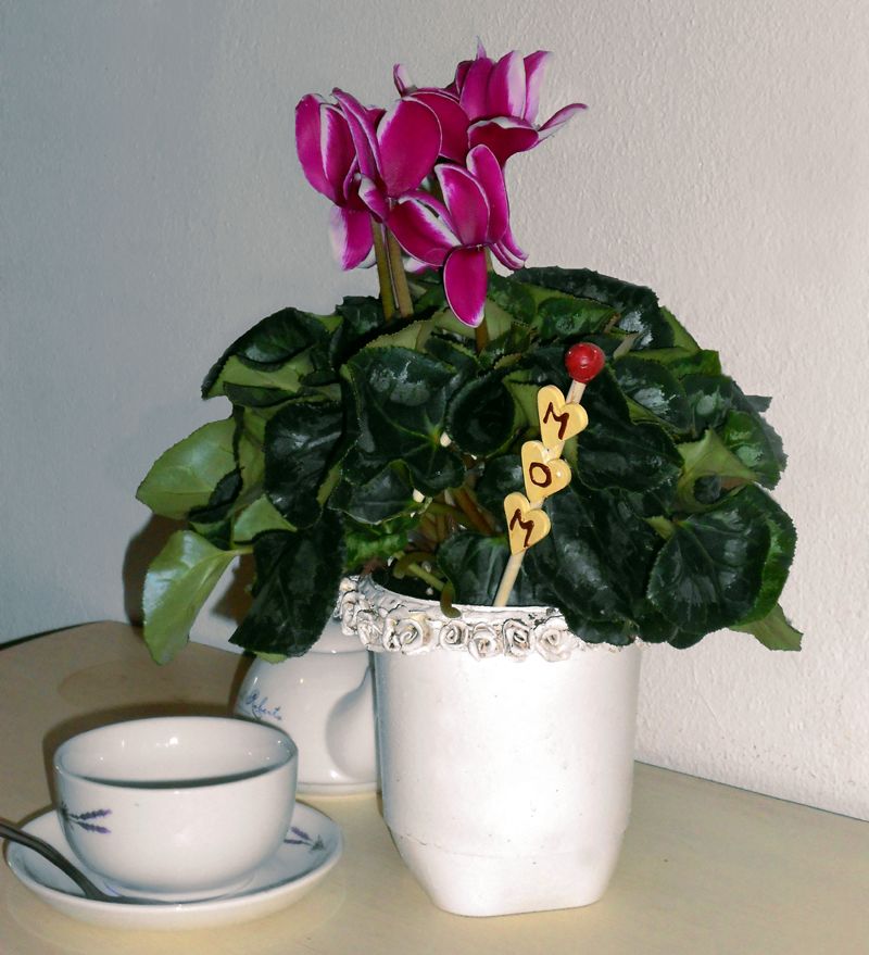 Plastic Yorghurt Tub Becomes Plant Pot