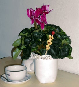 Plastic Yorghurt Tub Becomes Plant Pot