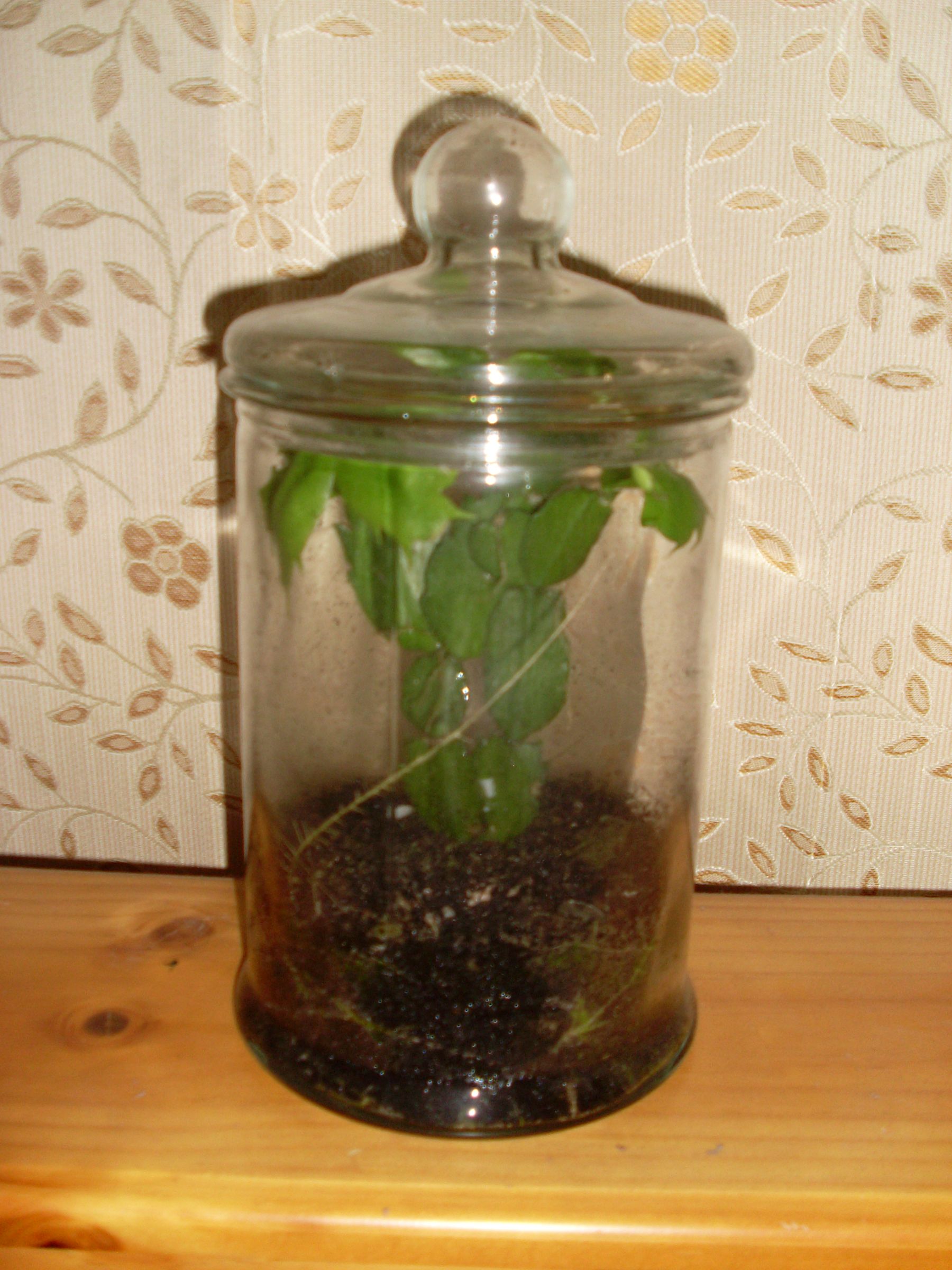 Steampunk Terrarium