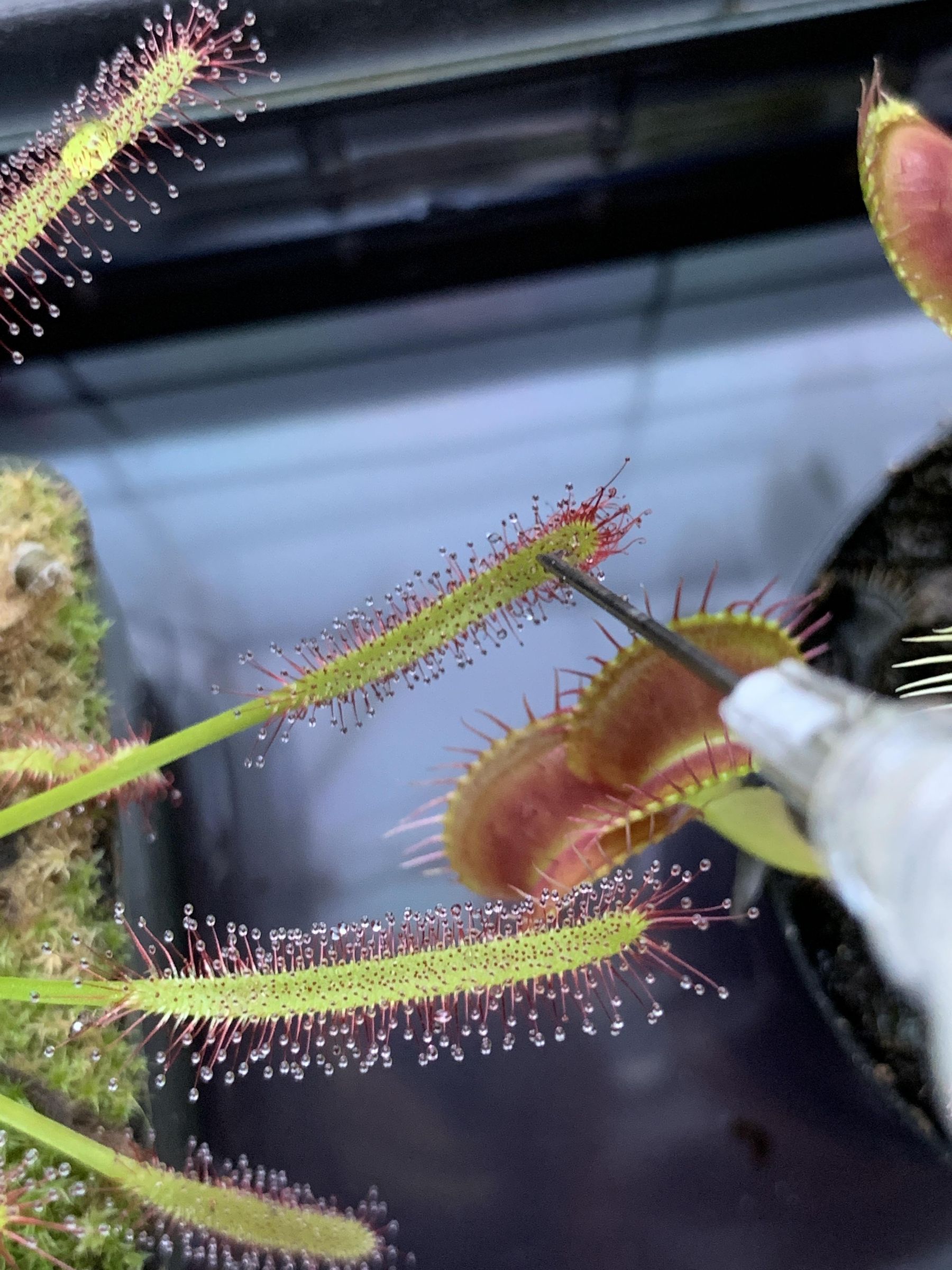 Carnivorous Plant Maintenance (so They Do Not Break) 4 Steps