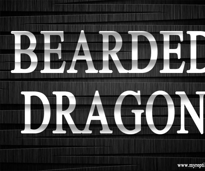 Bearded Dragons