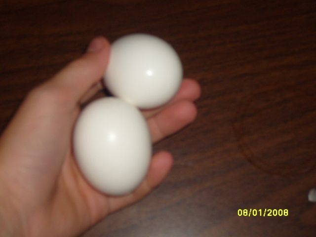 How to Make a Yummy Egg Sandwitch