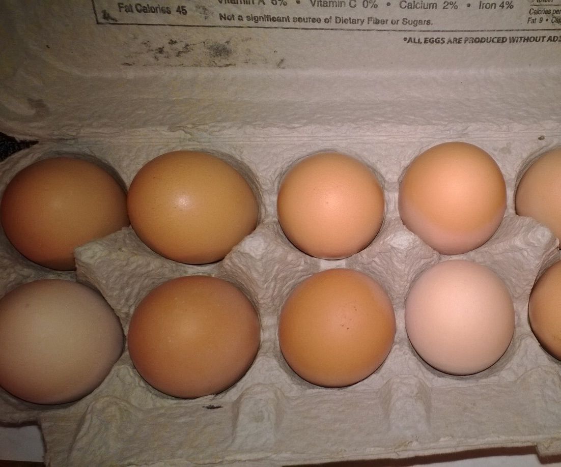 Fresh Eggs