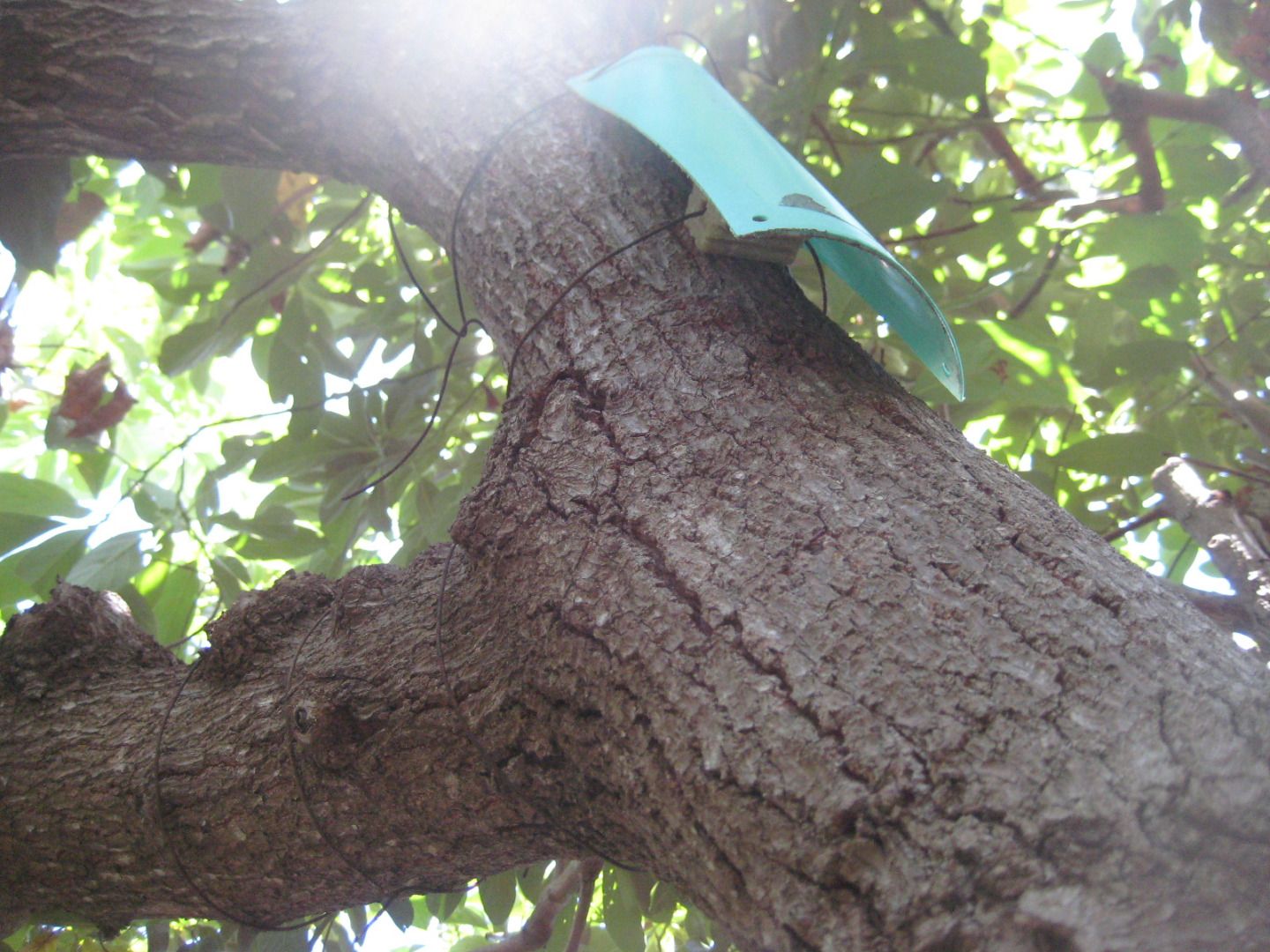 Eliminating Tree Rats 13 Steps (with Pictures) Instructables