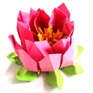 Lotus Flowers