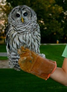 Choose Which Bird of Prey