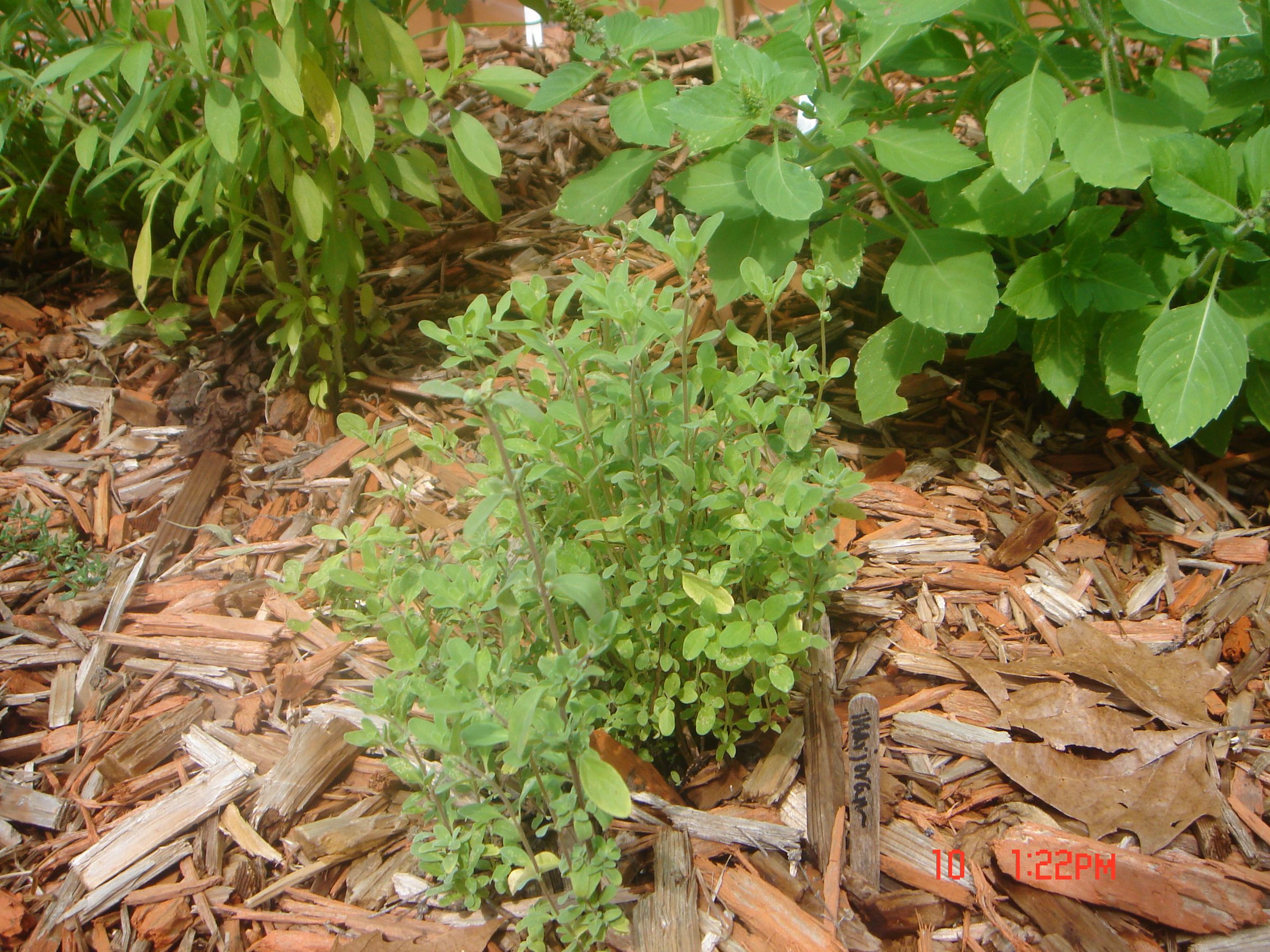 Simple Sheet Mulch Herb Garden 5 Steps Instructables