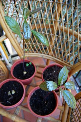 Growing Avocado Plants From Seed : 6 Steps (with Pictures) - Instructables