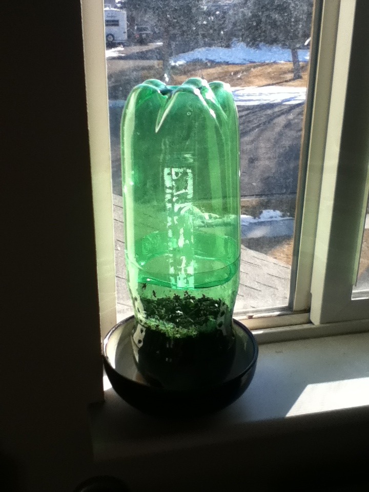 Soda Bottle Greenhouse