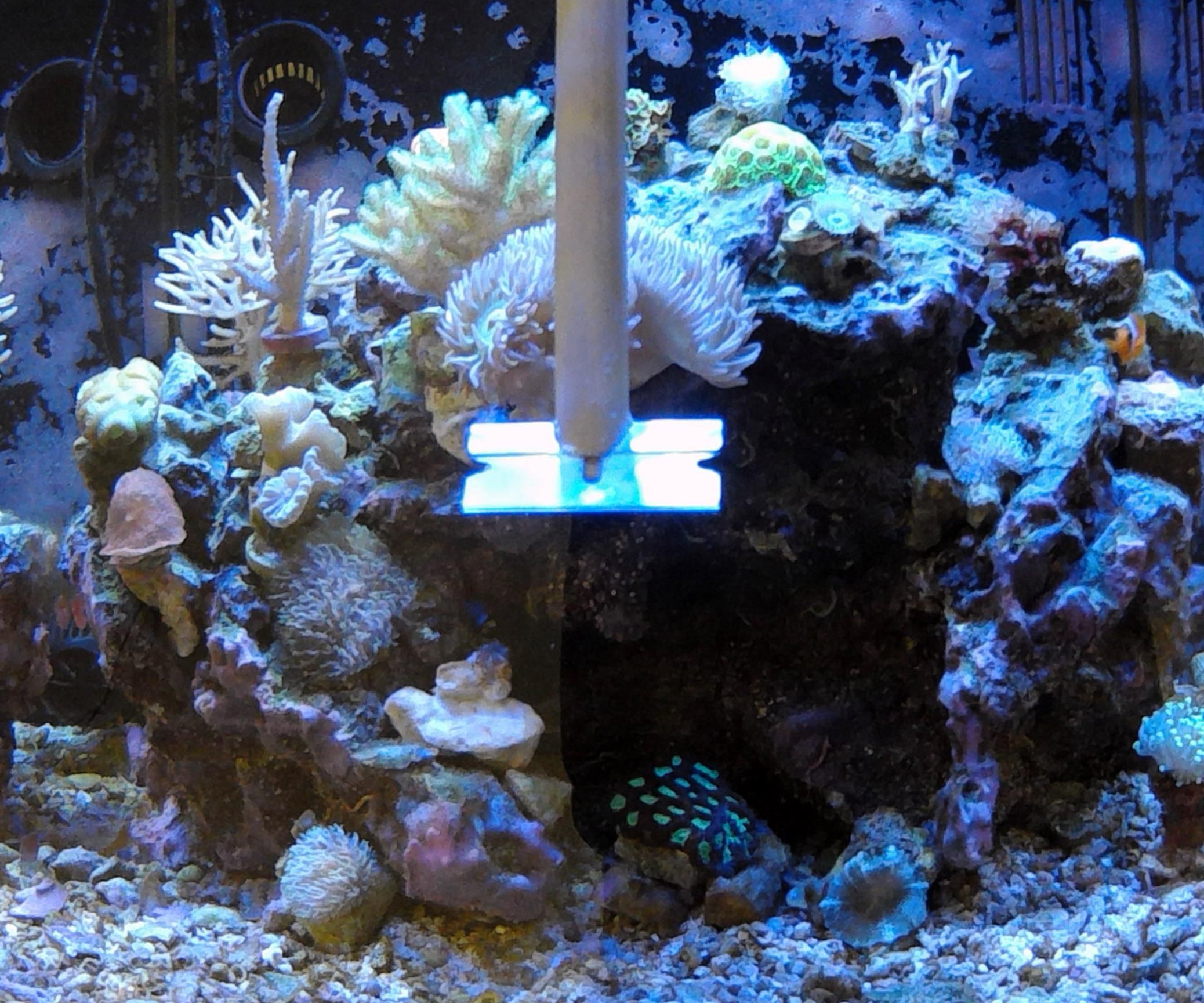 Aquarium Scraper for Stubborn Algae