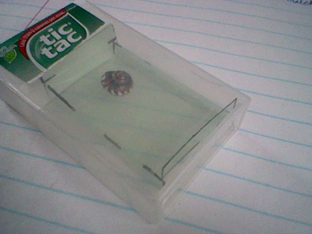 Tic Tac Maze