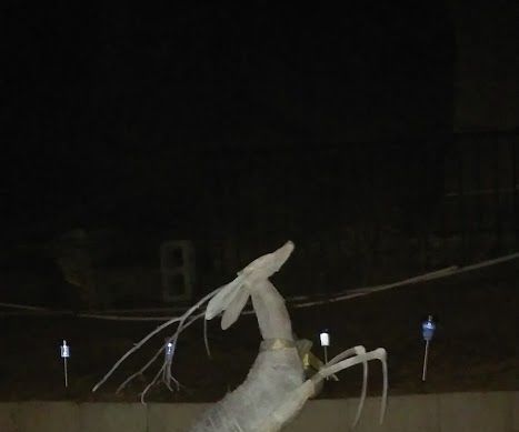 From Palm Tree to Deer Sculpture