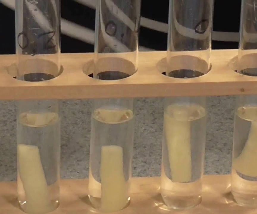 Science Fair Experiment: the Osmosis Lab 