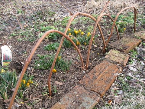 Grapevine Edging for Flowerbeds