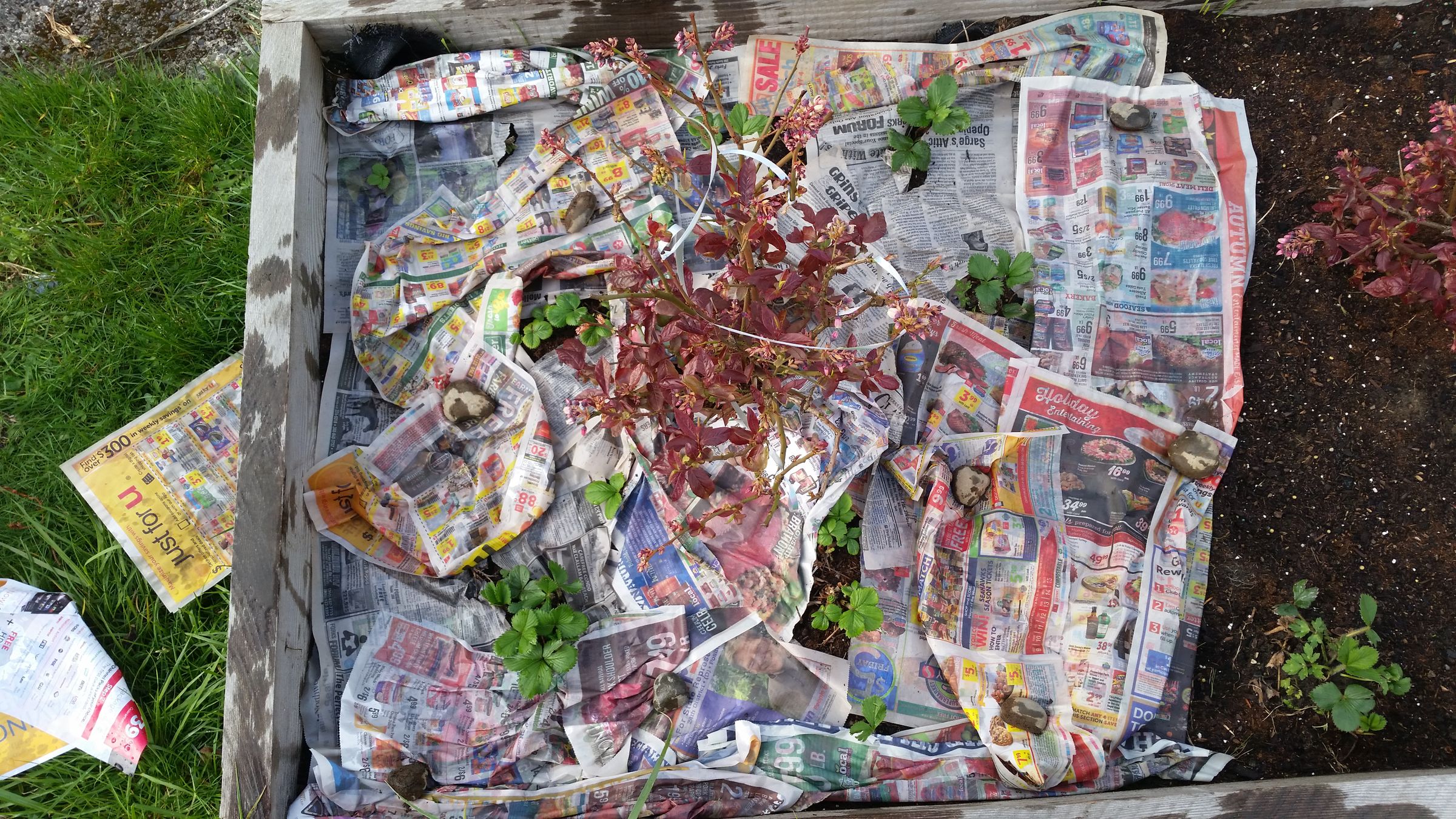 Garden Paper: Recycle and Reduce Weeds Whoot!! : 6 Steps - Instructables
