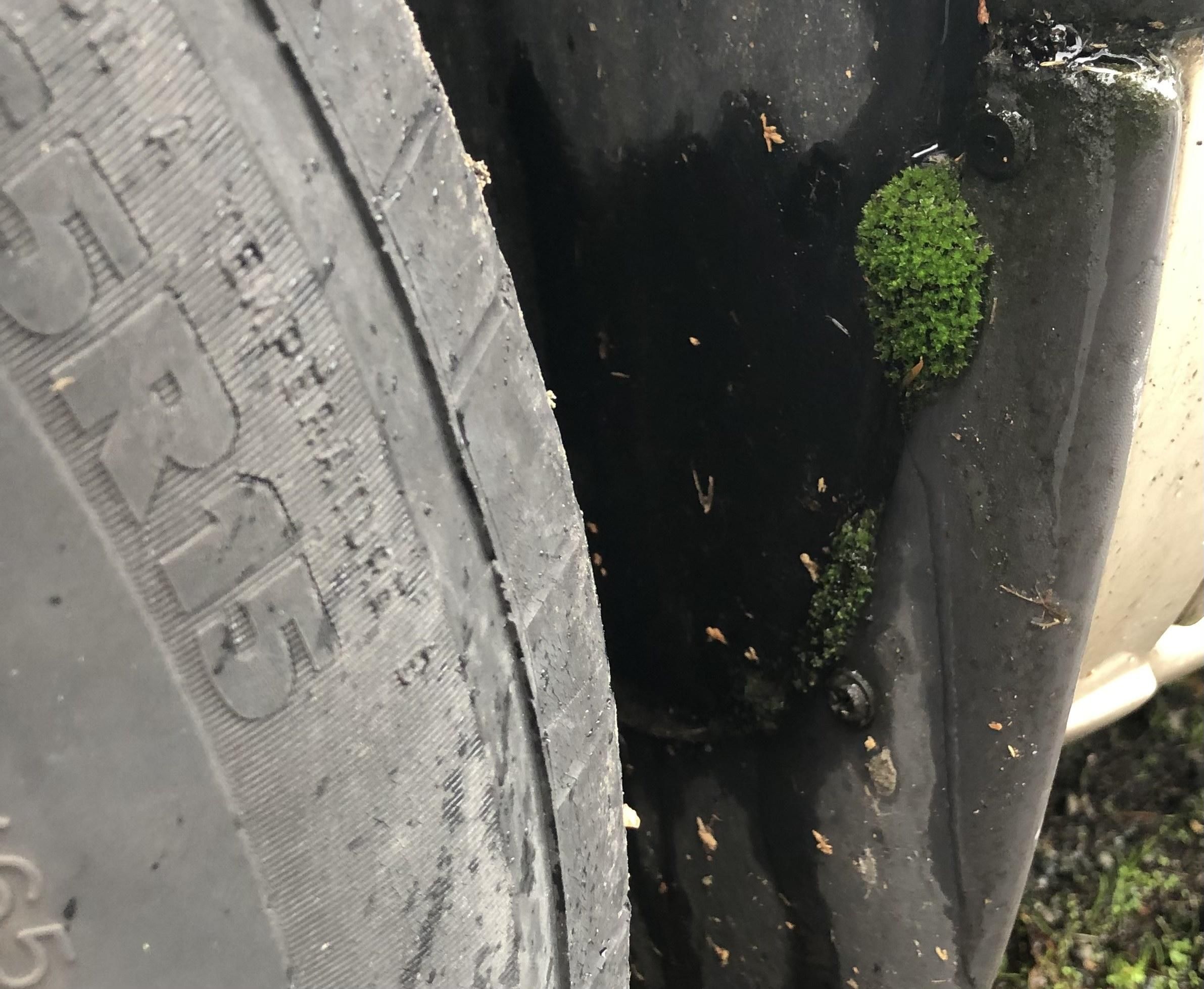 Control Moss With Laundry Detergent 4 Steps Instructables