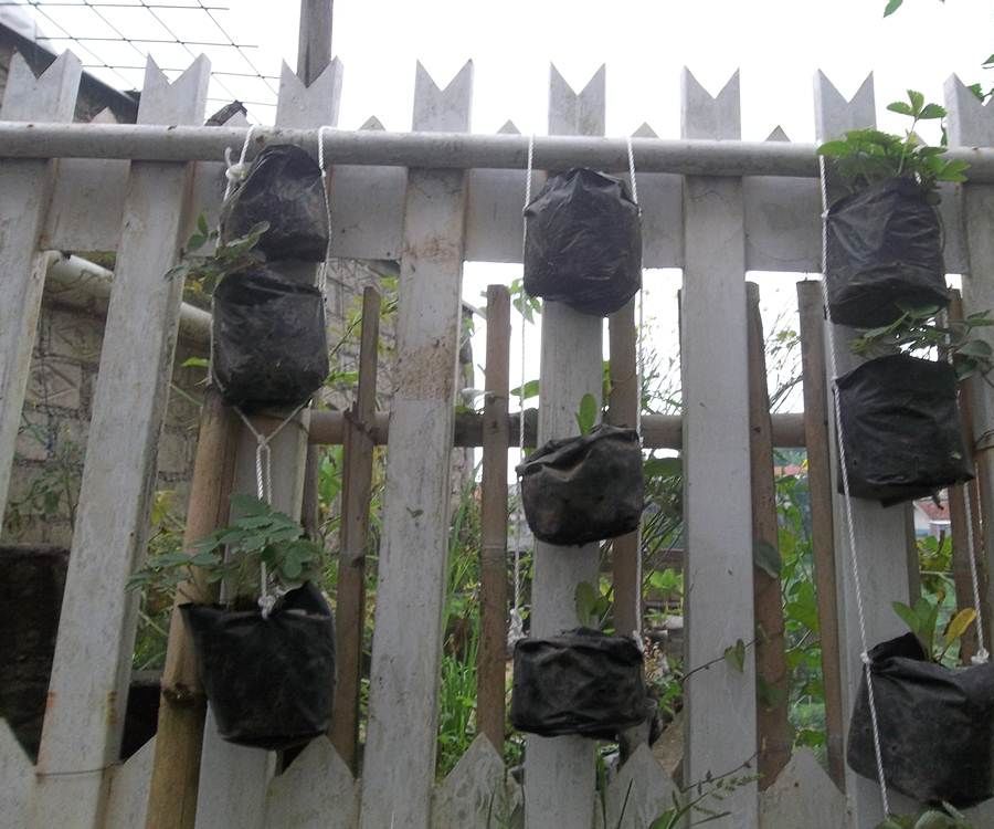 Vertical Garden in 10 Minutes!