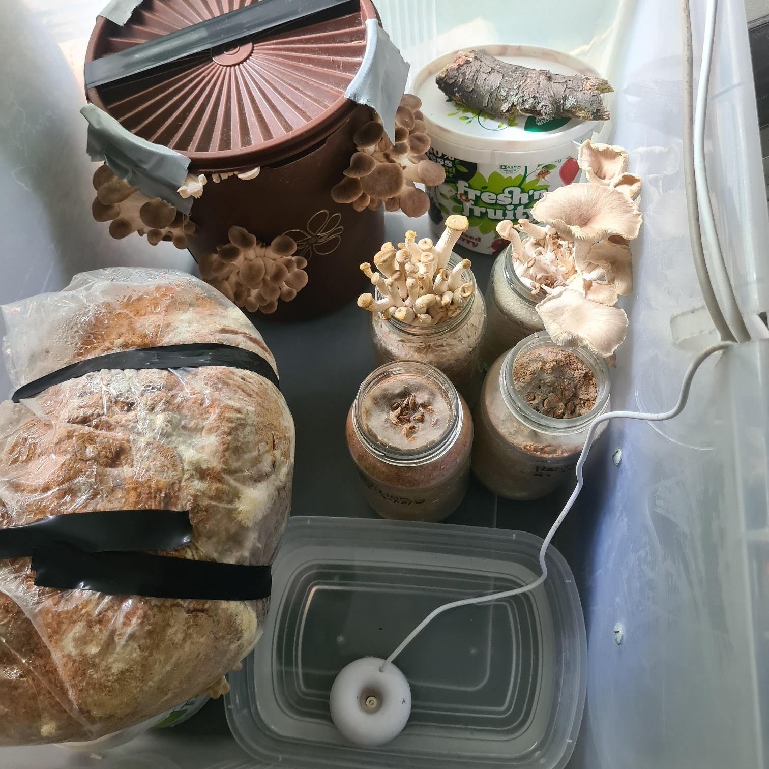 Mushroom Fruiting Chamber Controller 5 Steps (with Pictures