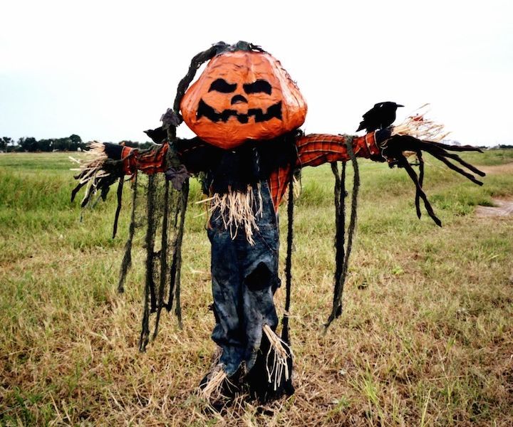 Pumpkin patch scarecrow