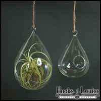 The Hanging Terrarium Globe a New Home DÃÂ©cor Trend