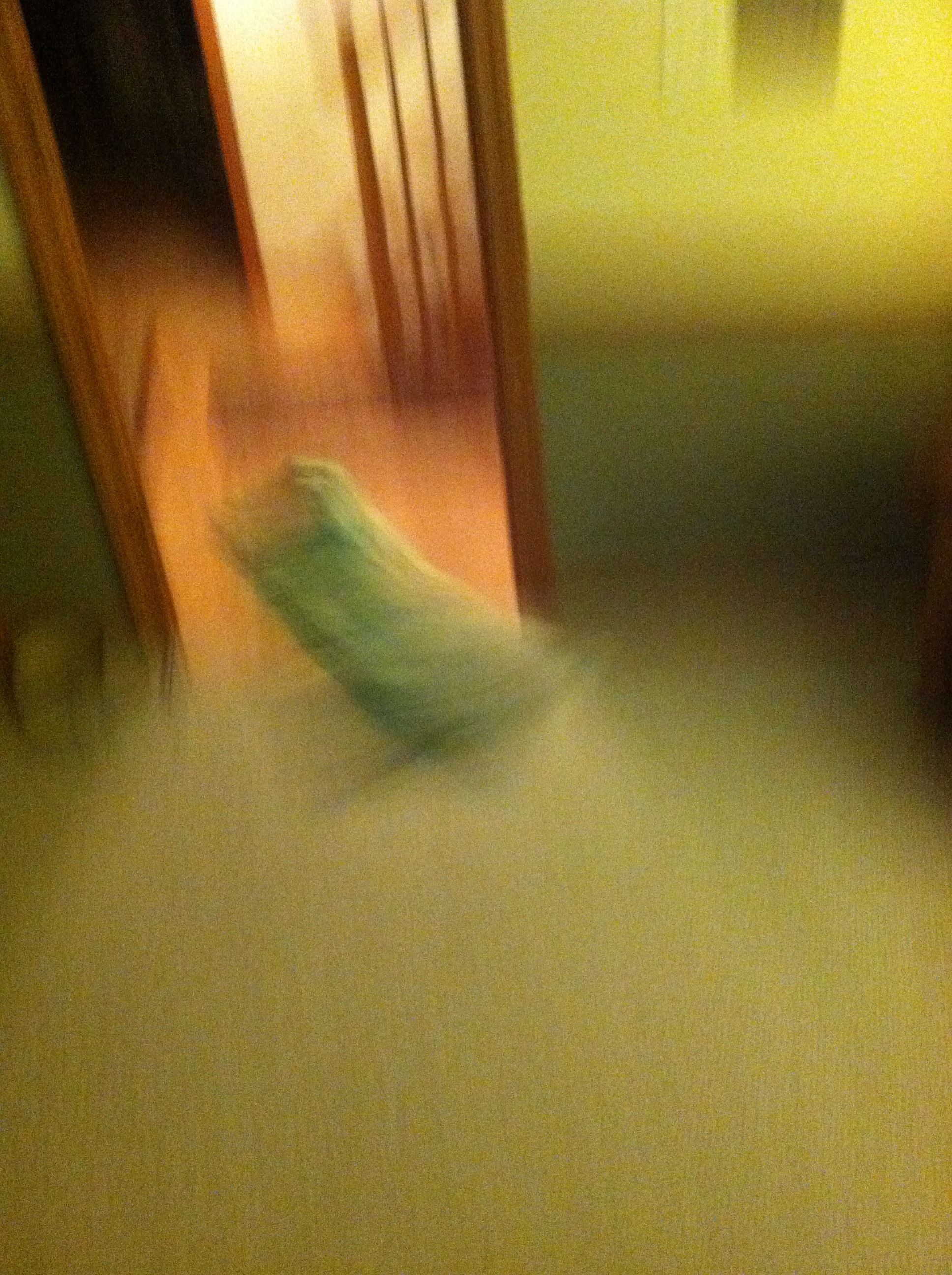 How to Make a Dollar Bill Levitate