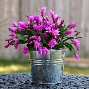Potted Plants a Perfect Gift to Your Friends and Family