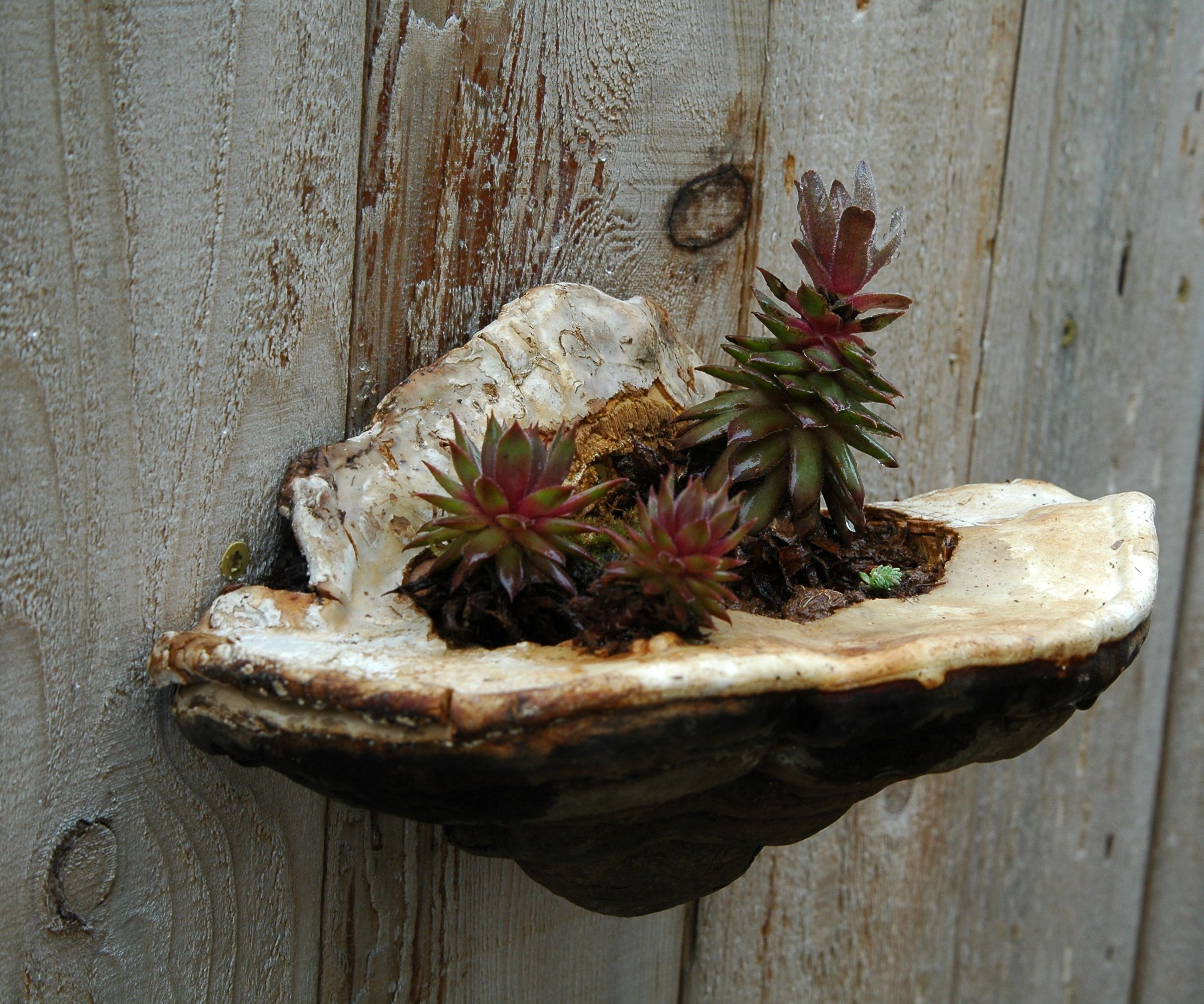 Succulents in Tree Fungi