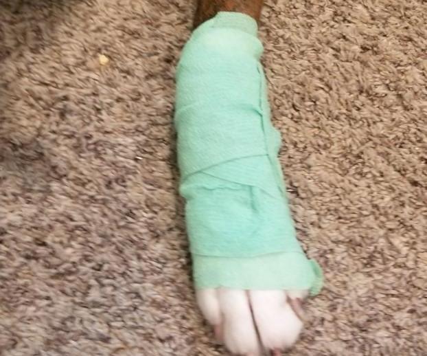 How to Bandage Your Dog's Leg 4 Steps Instructables