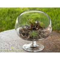 Terrariums for Plants, New Ways of Decorating Your Living Room