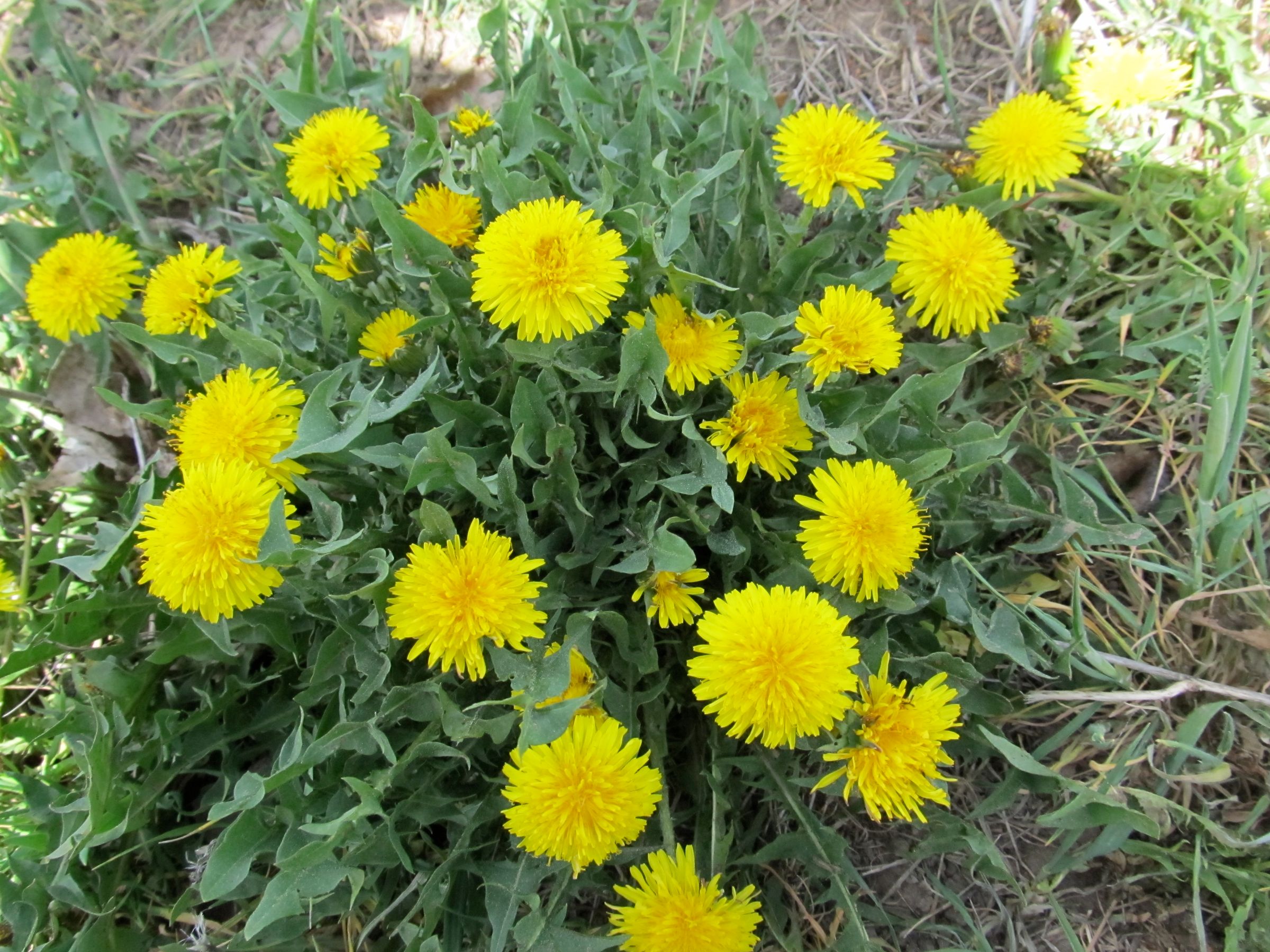 Harvest Your Dandelions! 6 Steps (with Pictures) Instructables