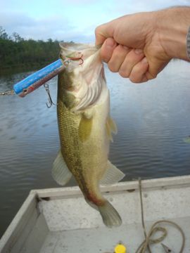 baby slug bass lure 9" Baby Bass (ready to ship)  Hiroshima Customs