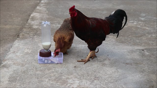 DIY Smartphone Controlled Chicken Feeder