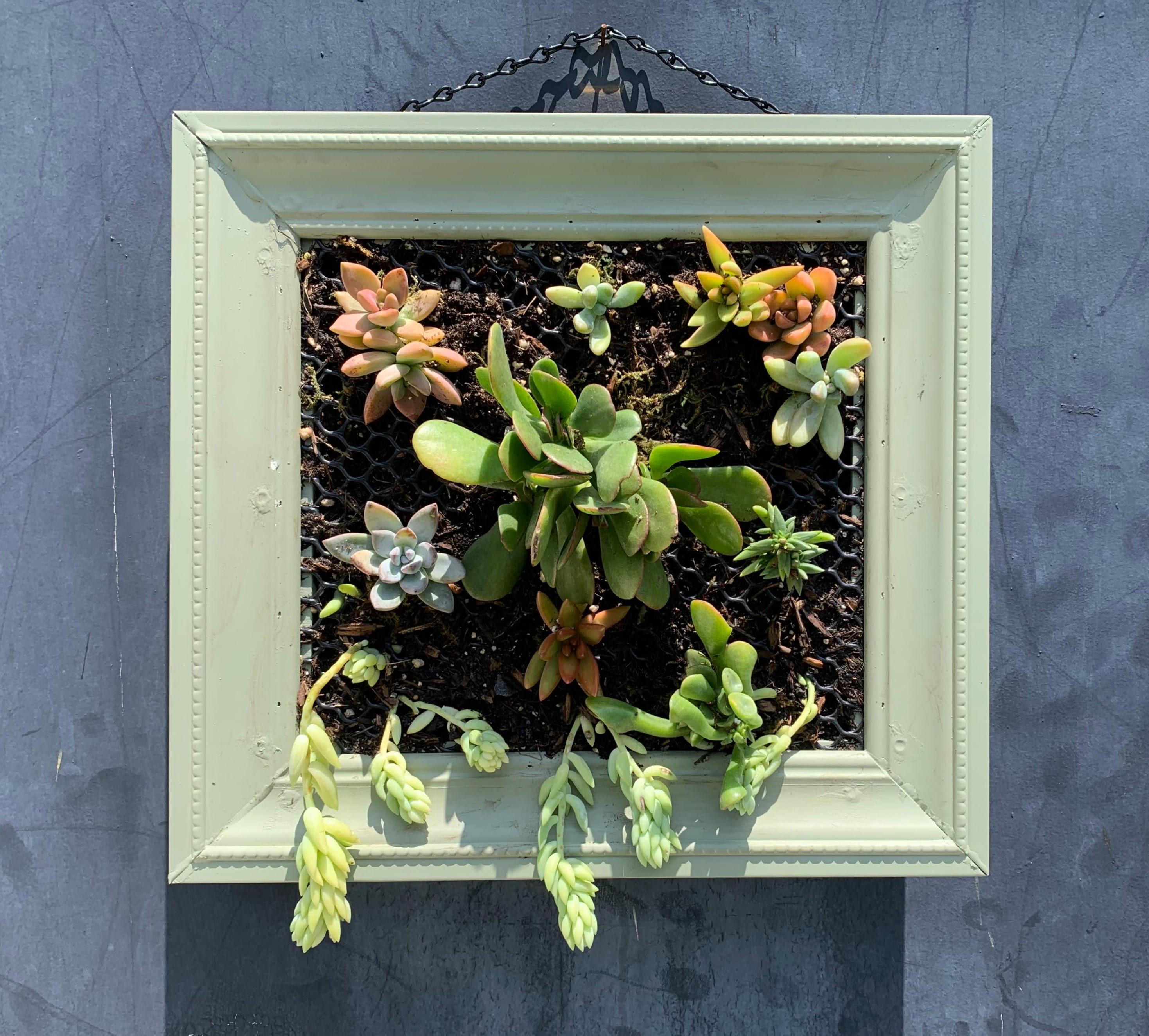 Plastic Wall Hanging Box for Succulents With Frame