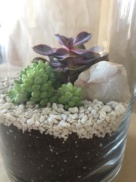 Easy Terrarium : 8 Steps (with Pictures) - Instructables