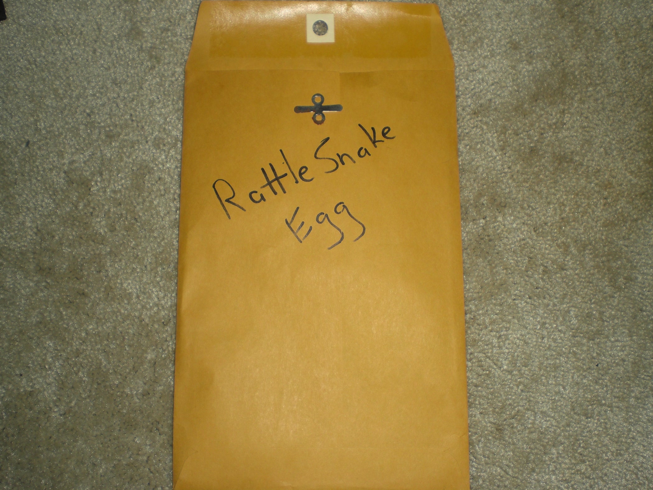 Rattlesnake Egg Prank 6 Steps (with Pictures) Instructables