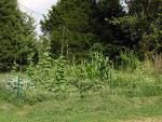 Simple Easy to Make Weed Killer.