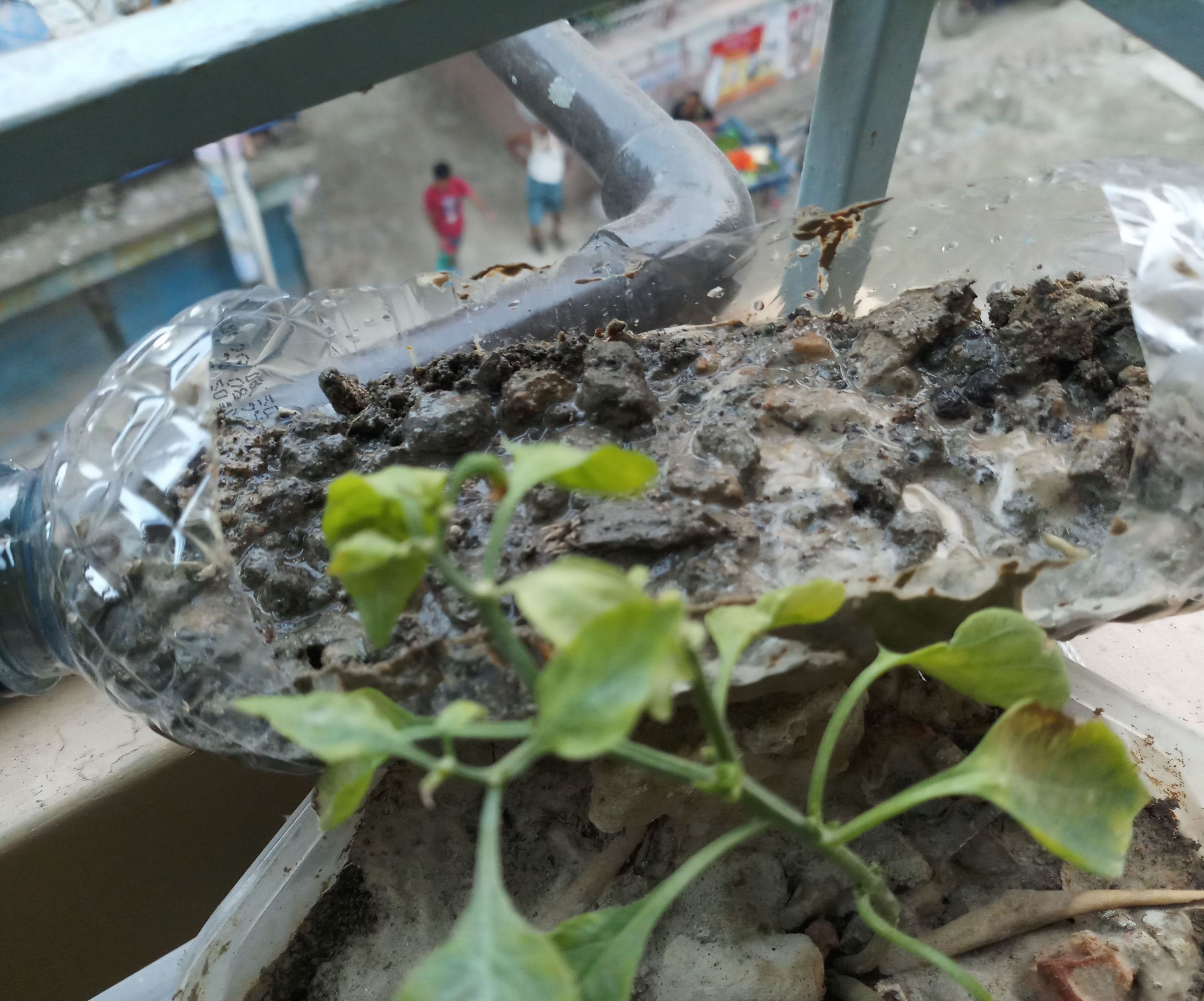 Growing Cardamon on Your Reading Table From Scratch