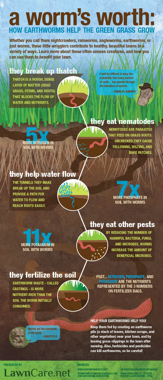Earthworm Infographic