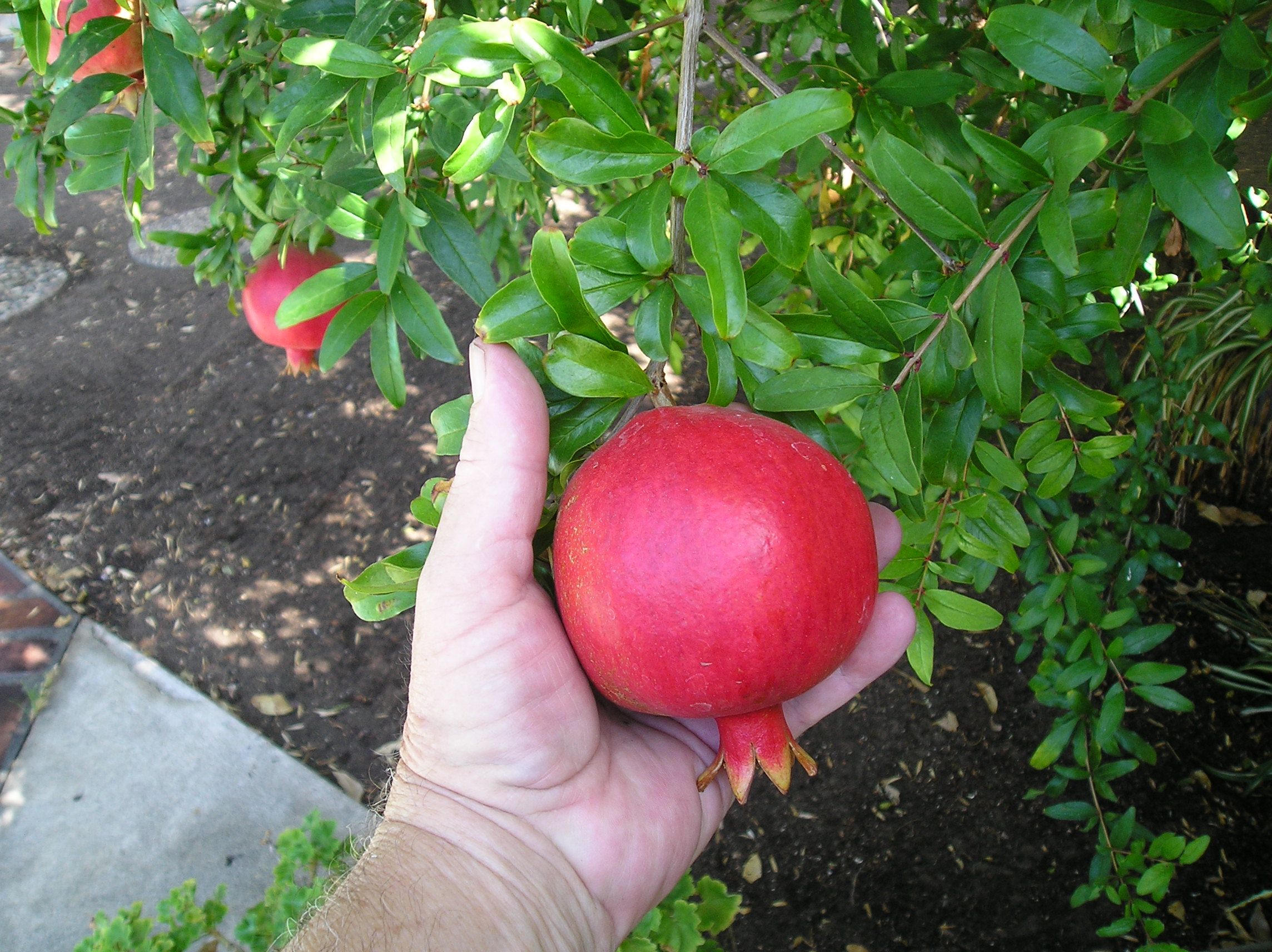Perfectly Plausible Pomegranate Protectors