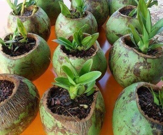 Coconut Shell Planter
