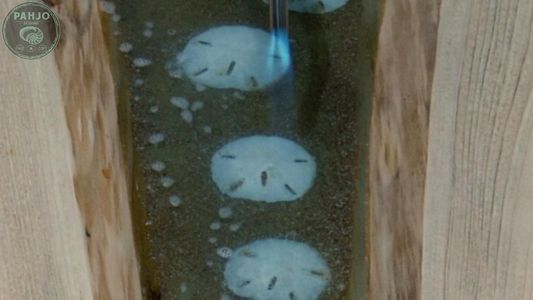 Add Sand Dollars