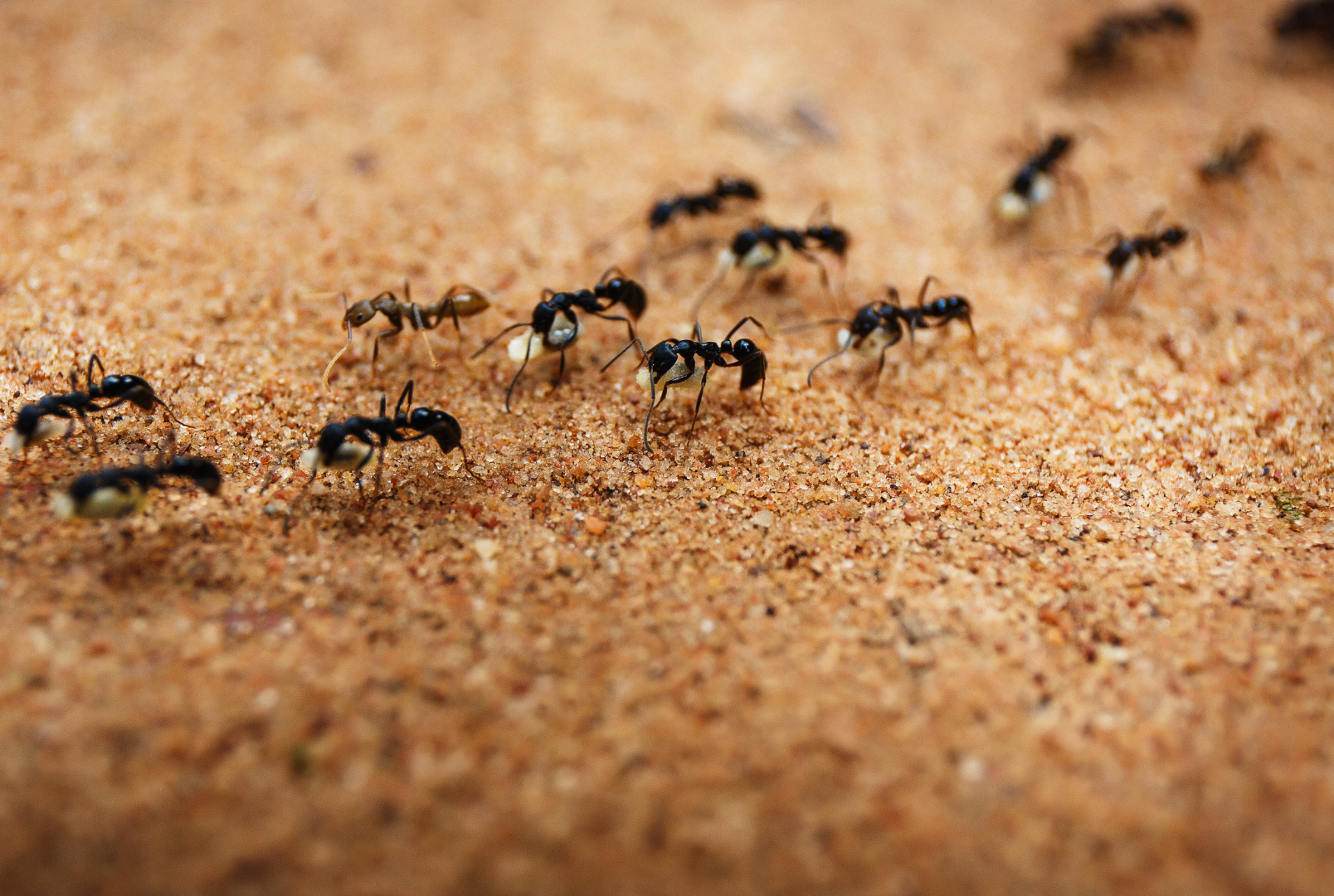 How to Get Rid of House Ants Naturally